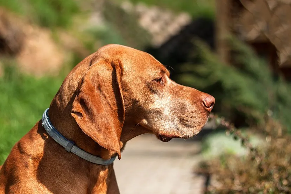 hartz flea collar
